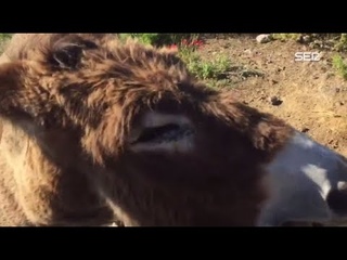 El emotivo reencuentro entre una burra y su dueo tras el confinamiento