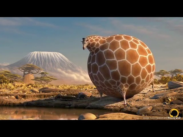 Animales