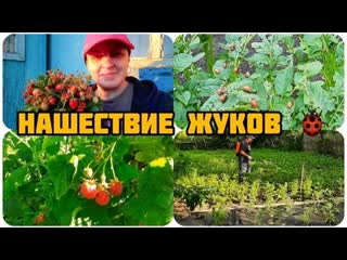 НАШЕСТВИЕ ЖУКОВ,  СЪЕЛИ ДА ЖЕ ПОМИДОРЫ  ГОТОВИМ СКУМБРИЮ НА УГЛЯХ  НАША ДЕРЕВНЯ