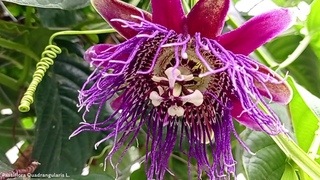 Passiflora Quadrangularis L. | Fruit Lianas |