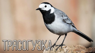 Трясогузка: Пернатая танцовщица | Интересные факты про птиц