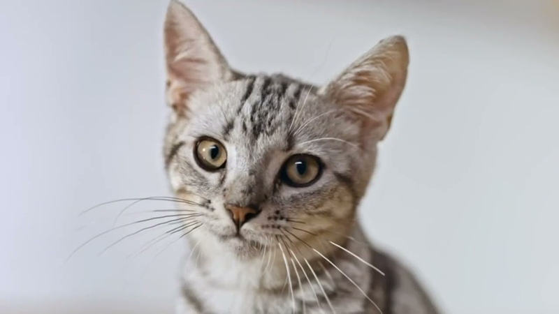Top 5 Smart Automatic Cat Feeder