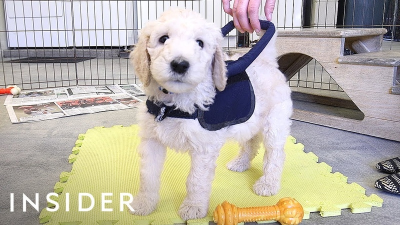 How Puppies Train To Be Guide