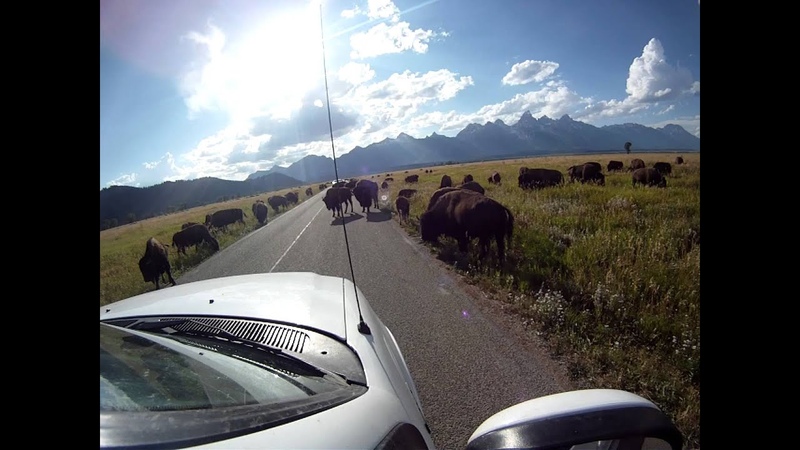 Bison Traffic Jam, Grand Teton National Park, WY ( Go Pro