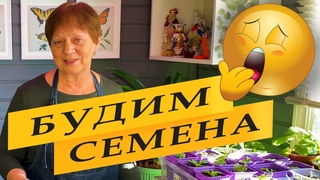 СТОПРОЦЕНТНЫЙ урожай СЕЛЬДЕРЕЯ!