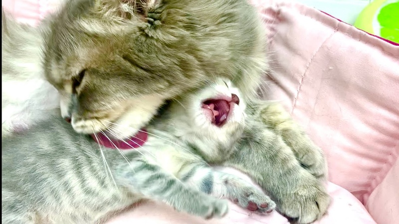 Adoptive mom cat licks up loud meowing