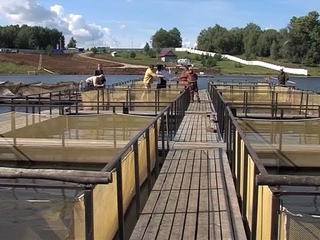 В России изменились правила ведения рыборазводного бизнеса