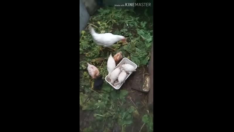 А цыплятки таки а совсем недавно были ещё совсем