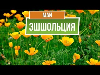 Эшшольция Посадки и Уход  Советы от garden zoo